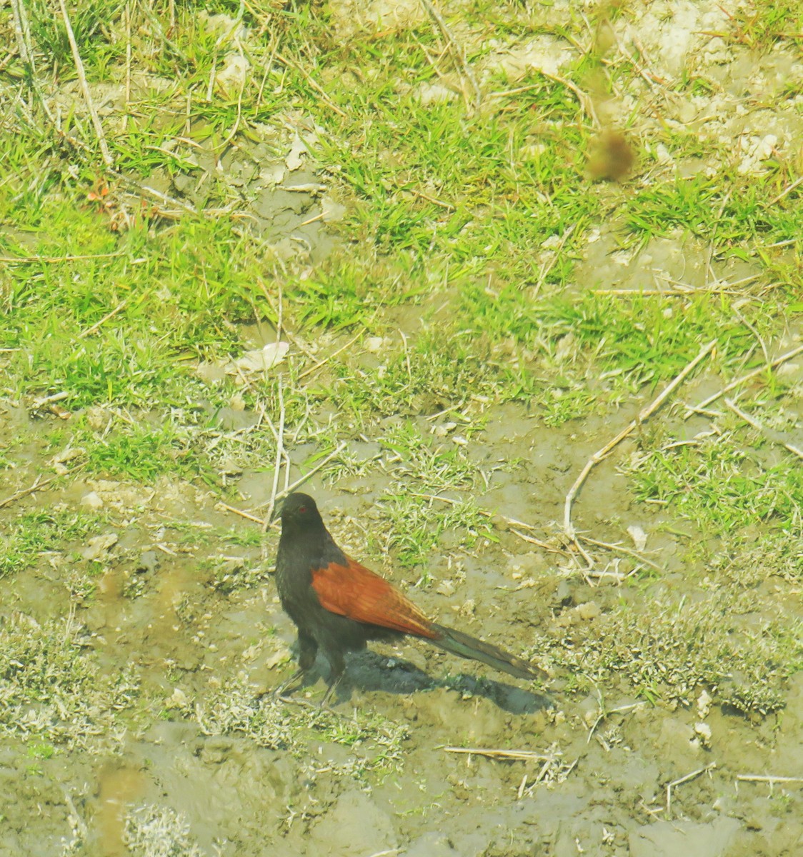 Greater Coucal - ML614179661