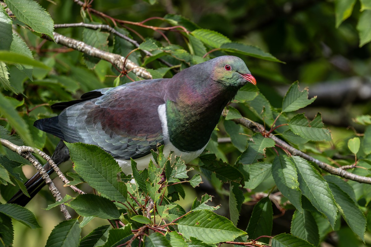 New Zealand Pigeon - ML614179711