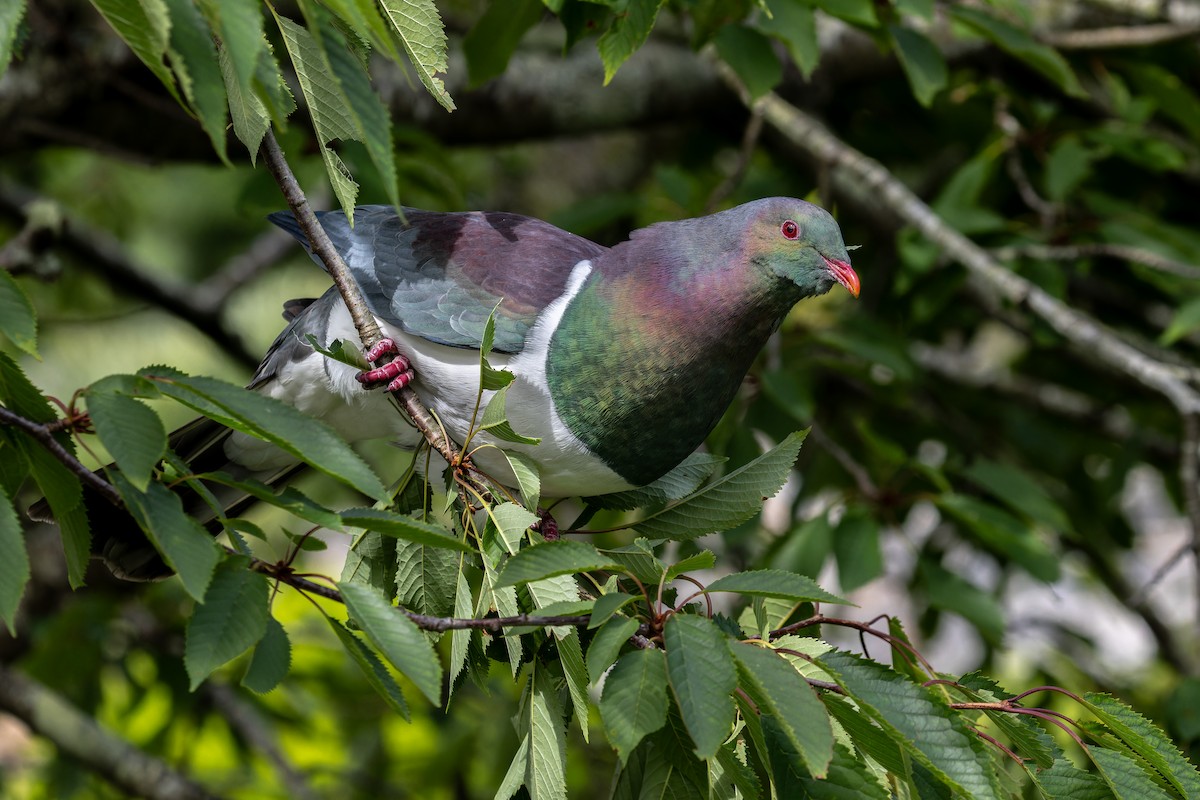 New Zealand Pigeon - ML614179712