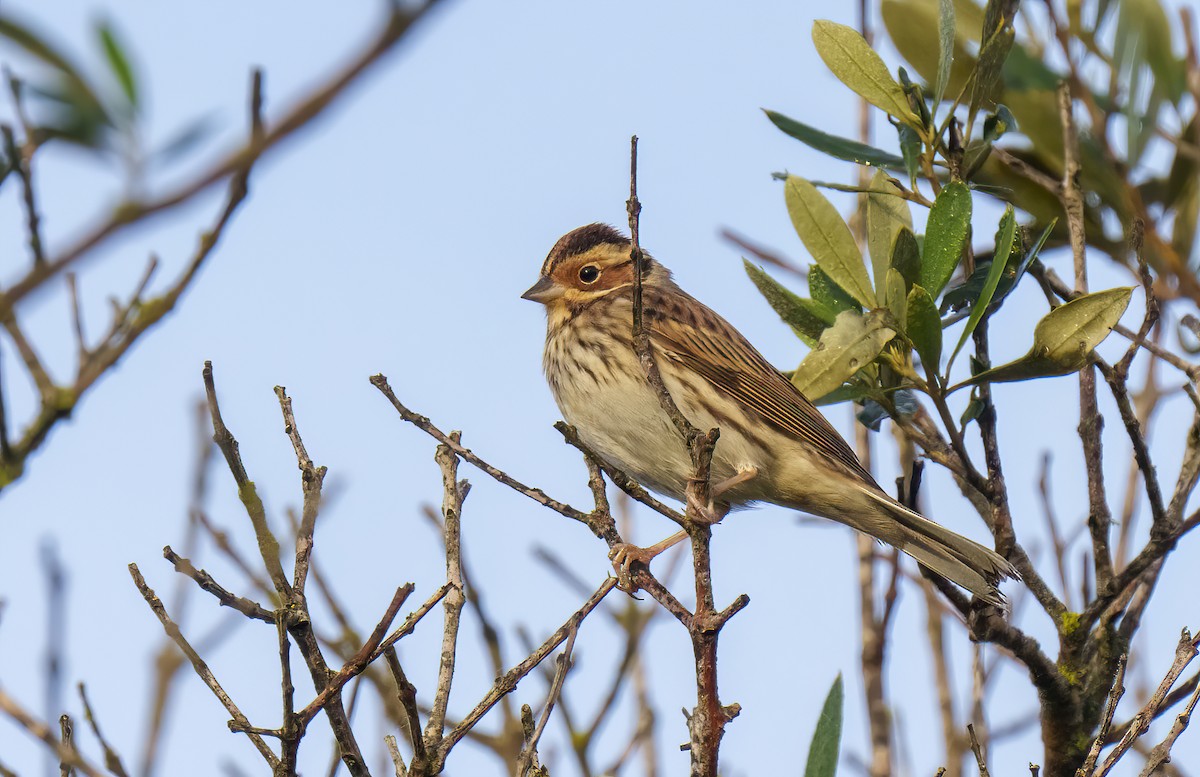 Little Bunting - ML614179756