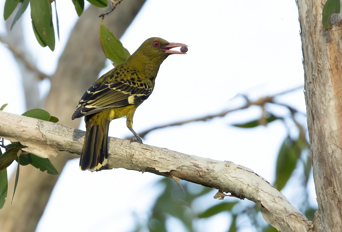 Green Oriole - ML614179827