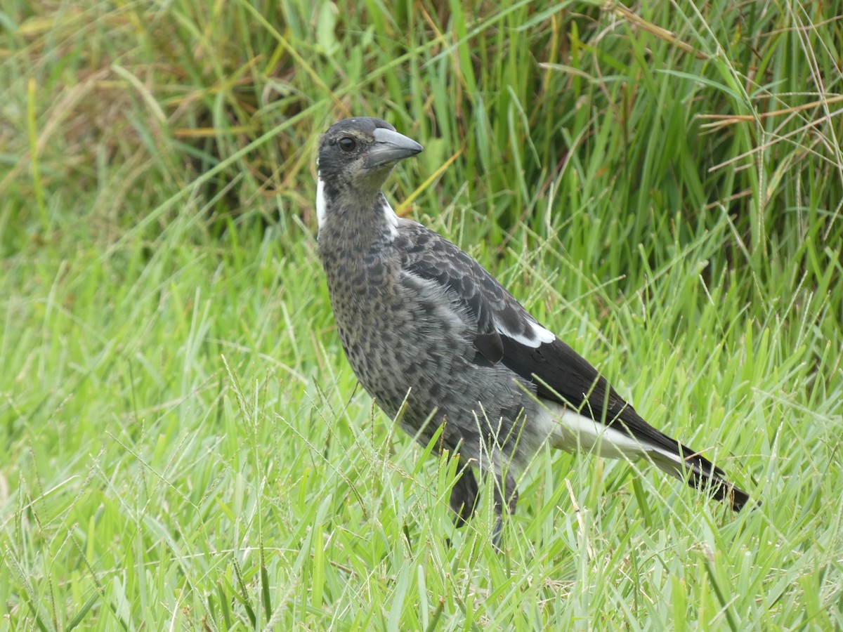 Australian Magpie - ML614179845