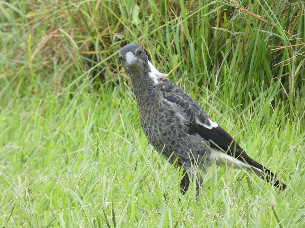 Australian Magpie - ML614179846