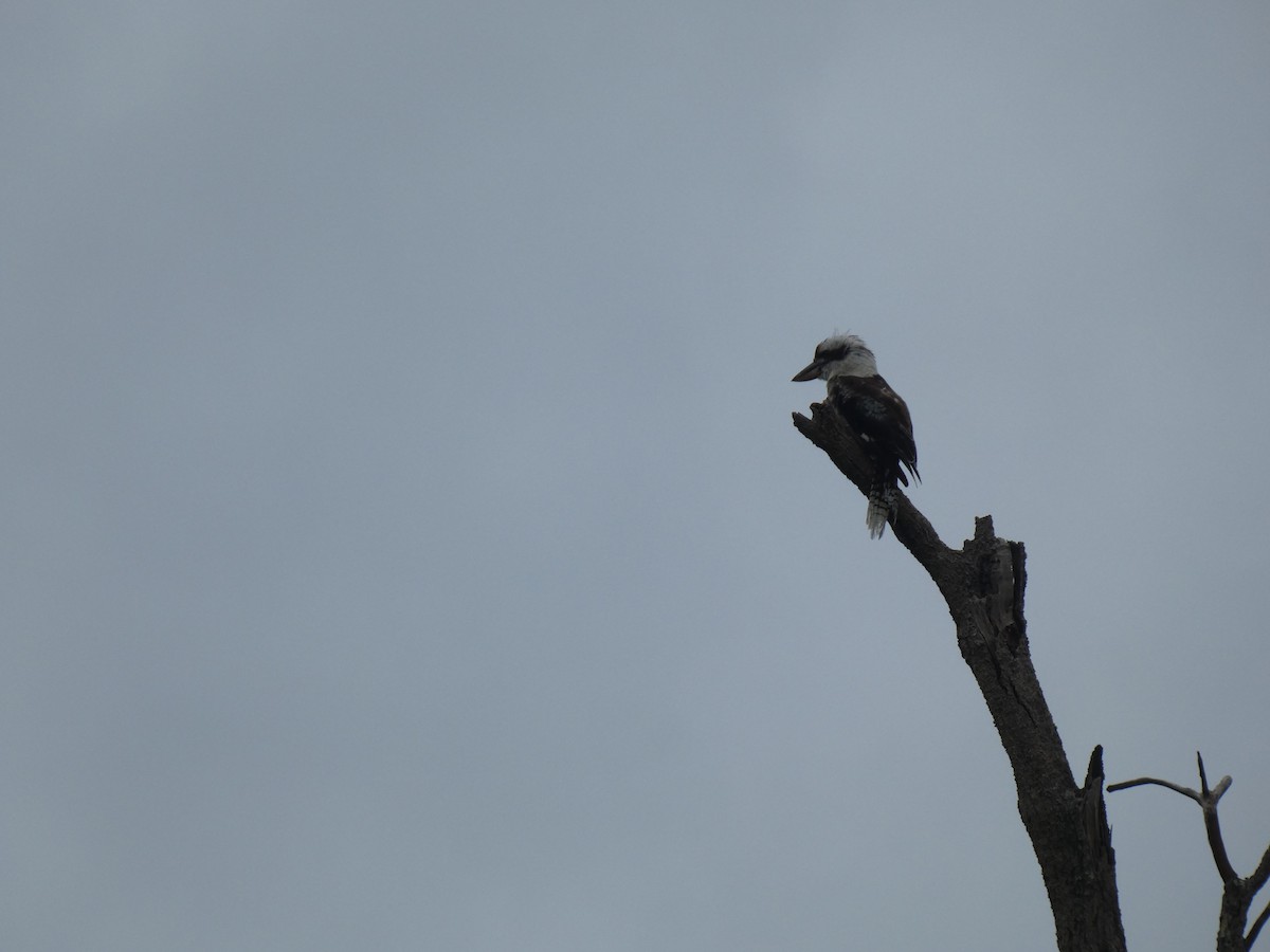 Laughing Kookaburra - ML614179848