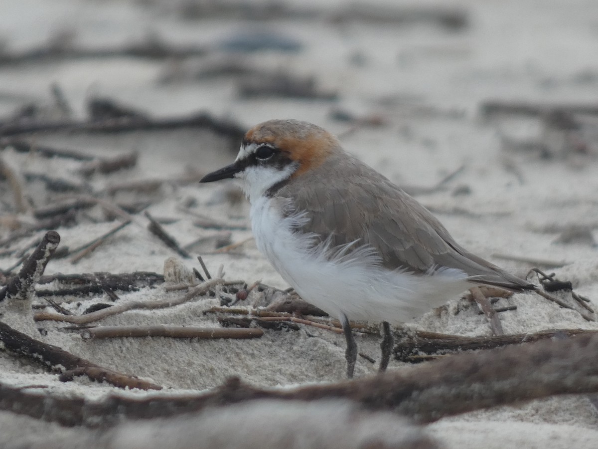 Red-capped Plover - Eneko Azkue