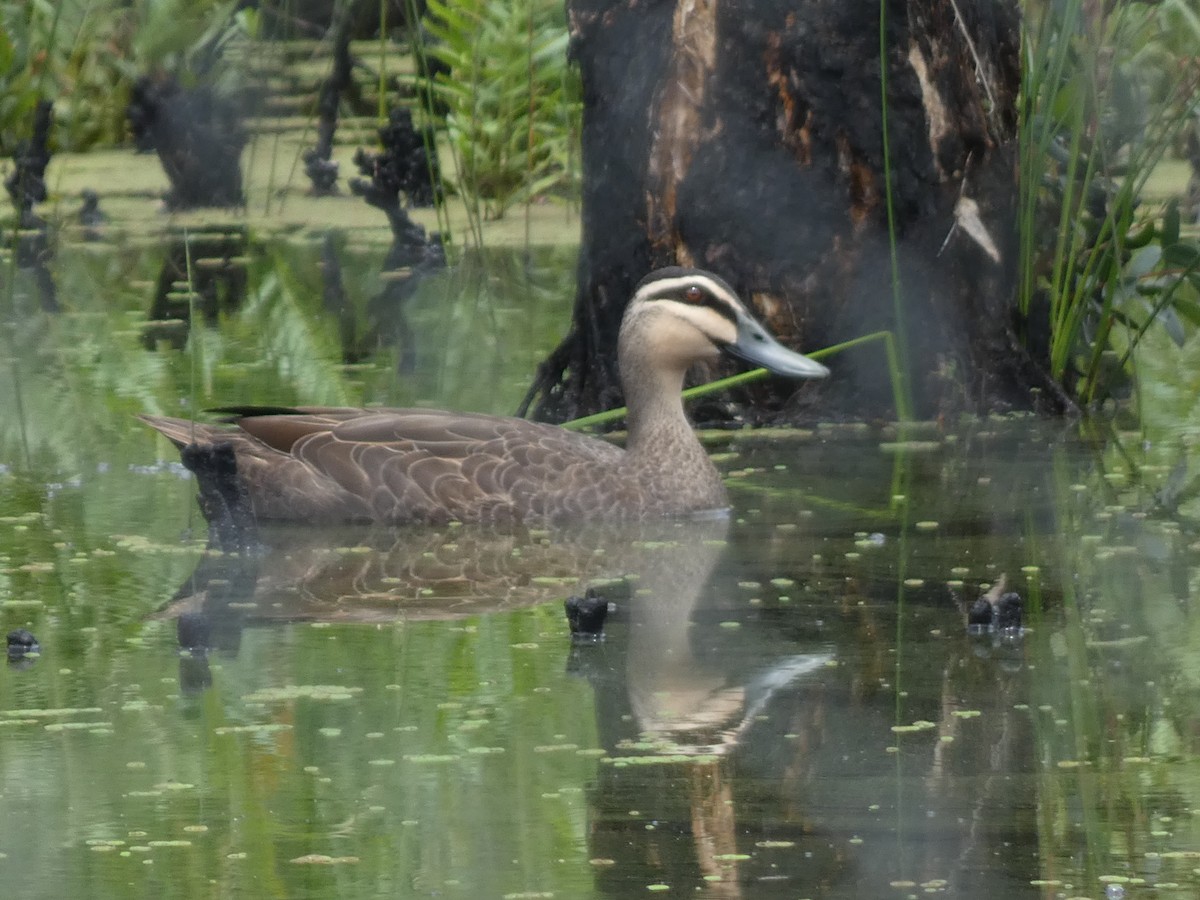 Pacific Black Duck - ML614179880