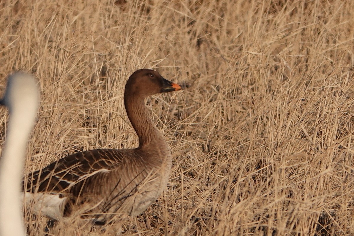 Tundra Bean-Goose - Masayuki Shimada (Japan-Birding)