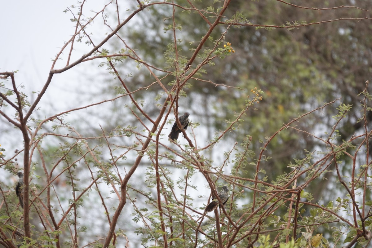 Hinde's Pied-Babbler - ML614179890