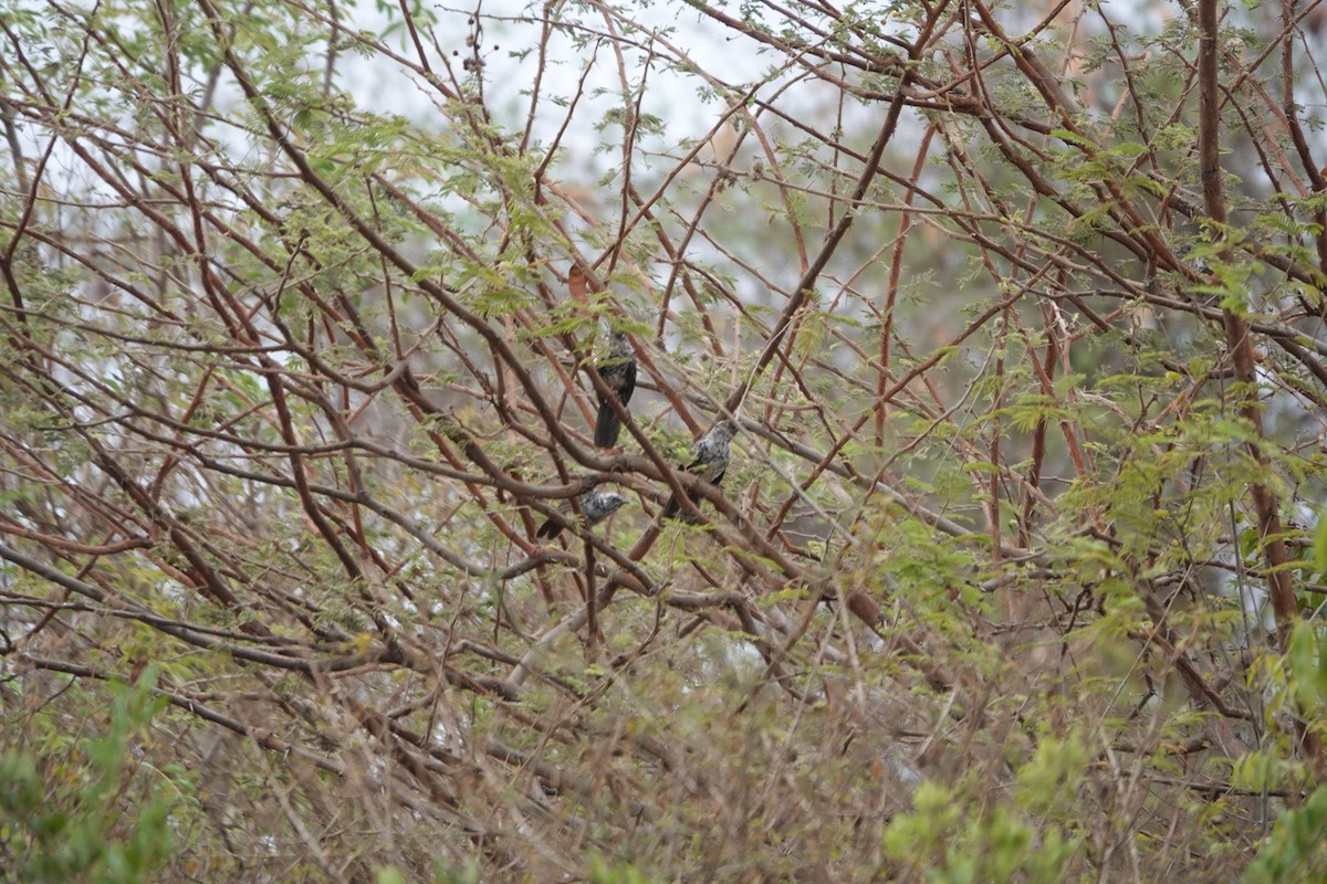 Hinde's Pied-Babbler - TONY STEWART