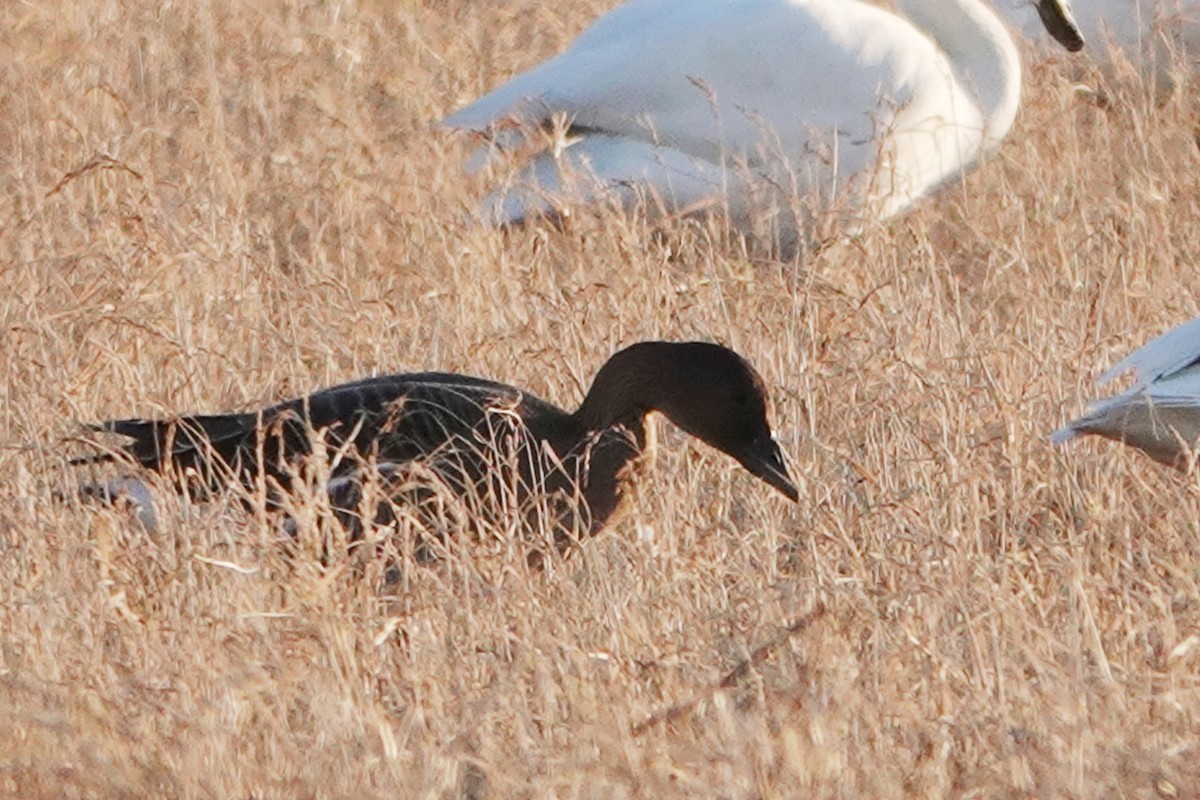 Tundra Bean-Goose - Masayuki Shimada (Japan-Birding)