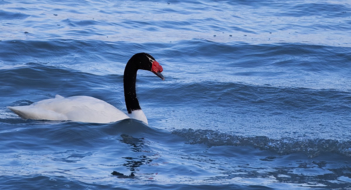 Black-necked Swan - ML614179905