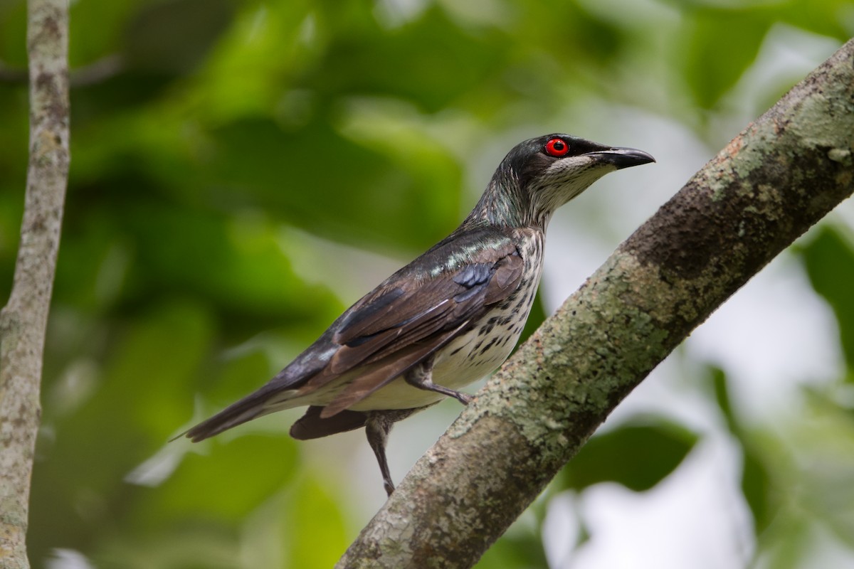 Metallic Starling - ML614179954