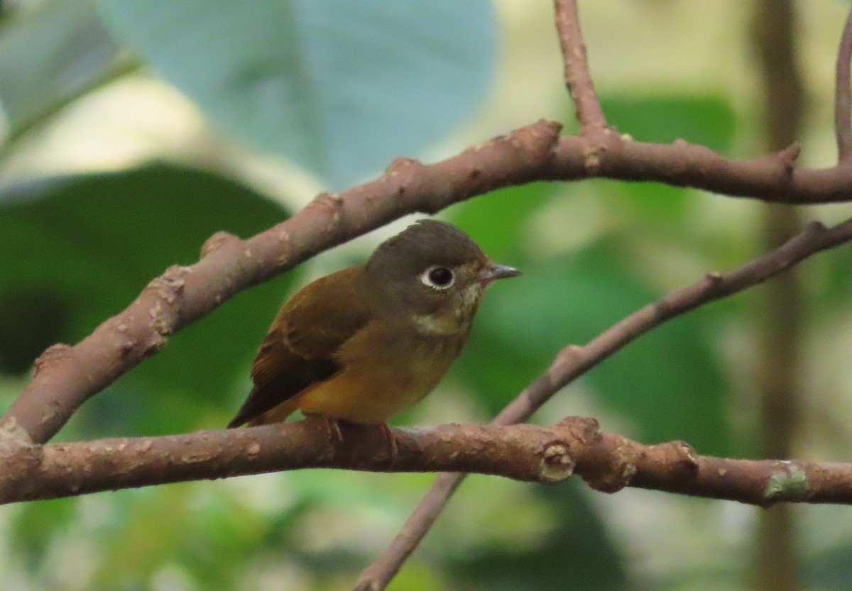 Ferruginous Flycatcher - ML614180014