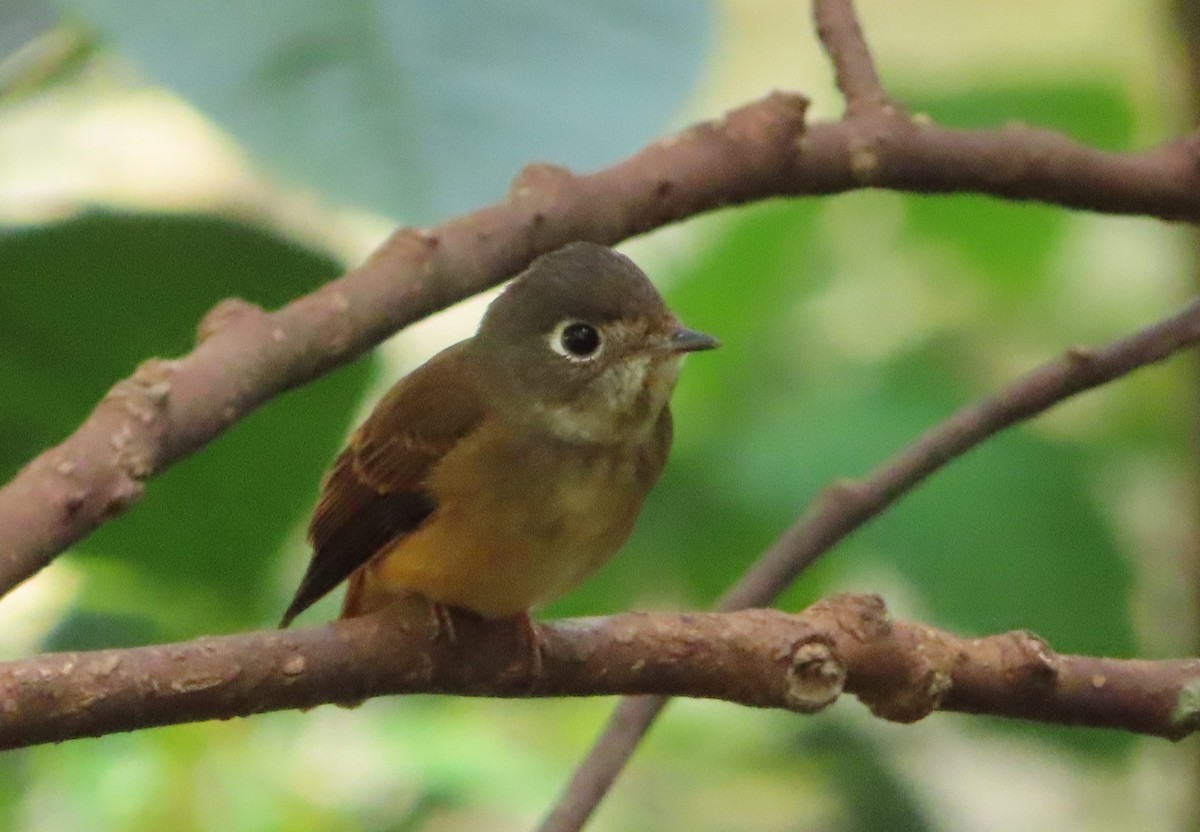 Ferruginous Flycatcher - ML614180015