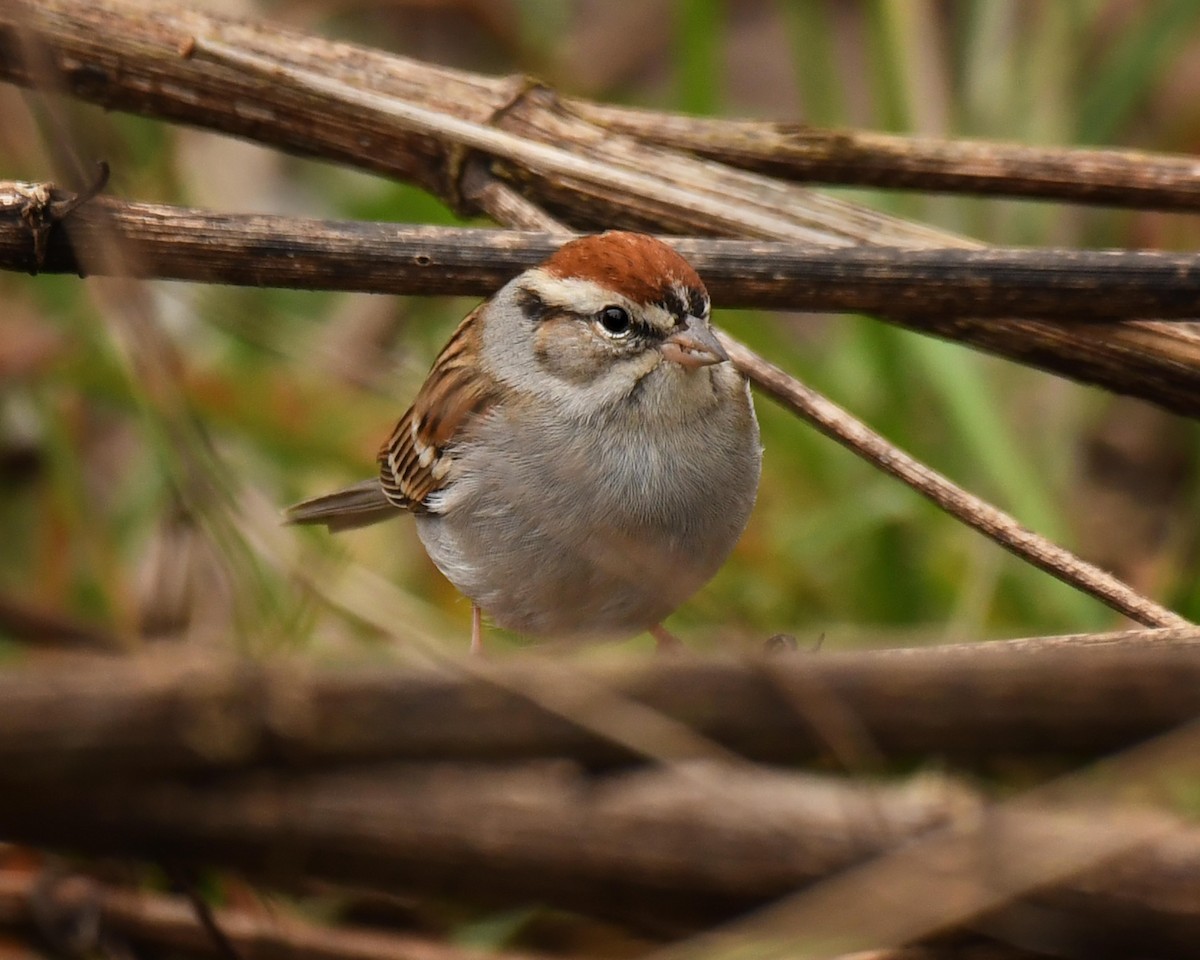 Chipping Sparrow - ML614180070