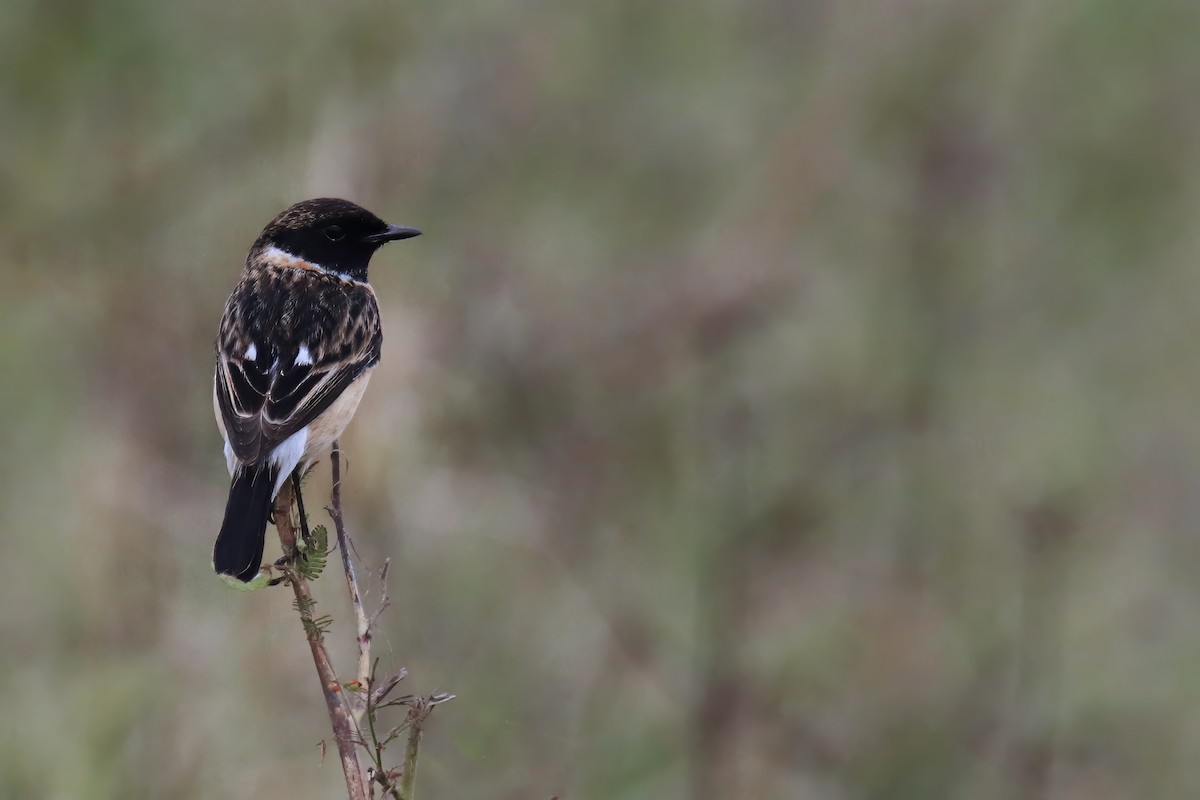 Amur Stonechat - ML614180074