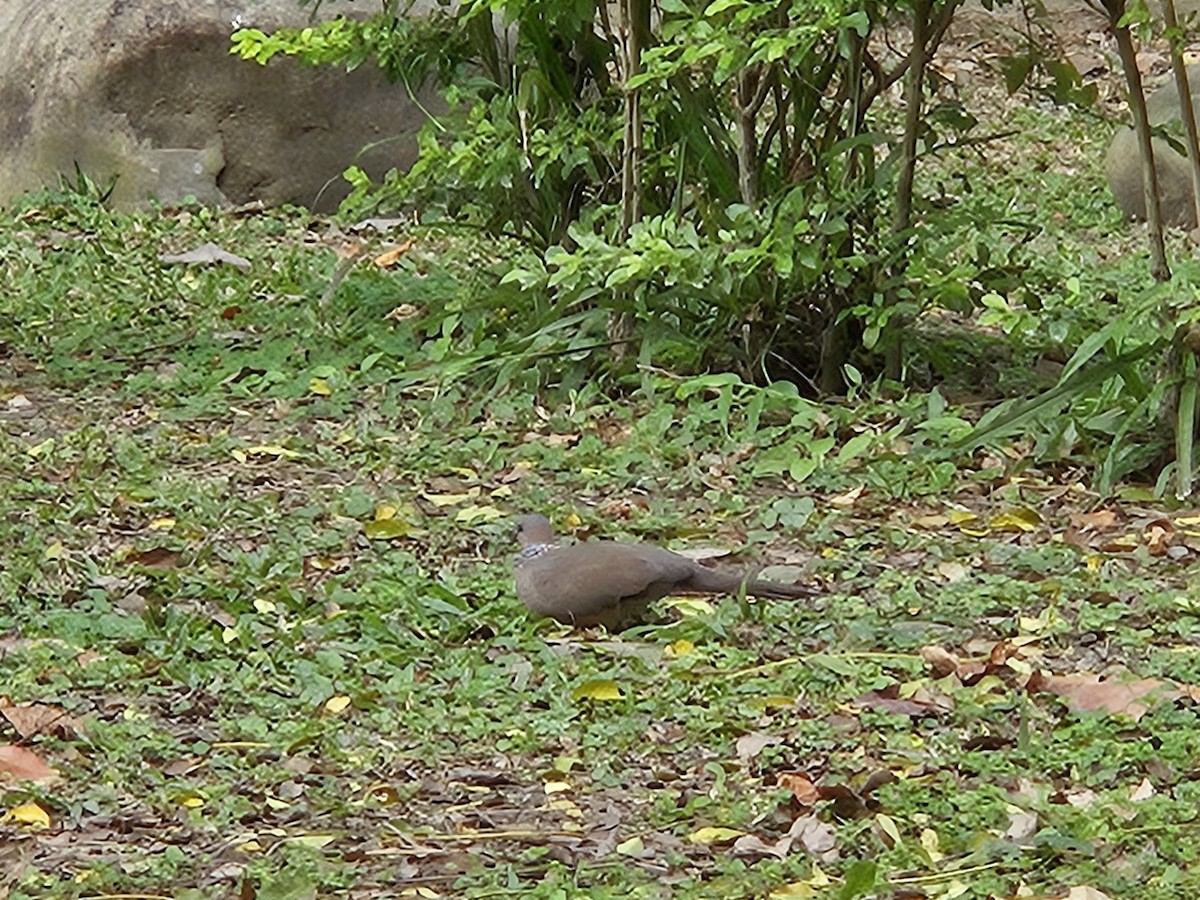Spotted Dove - ML614180106
