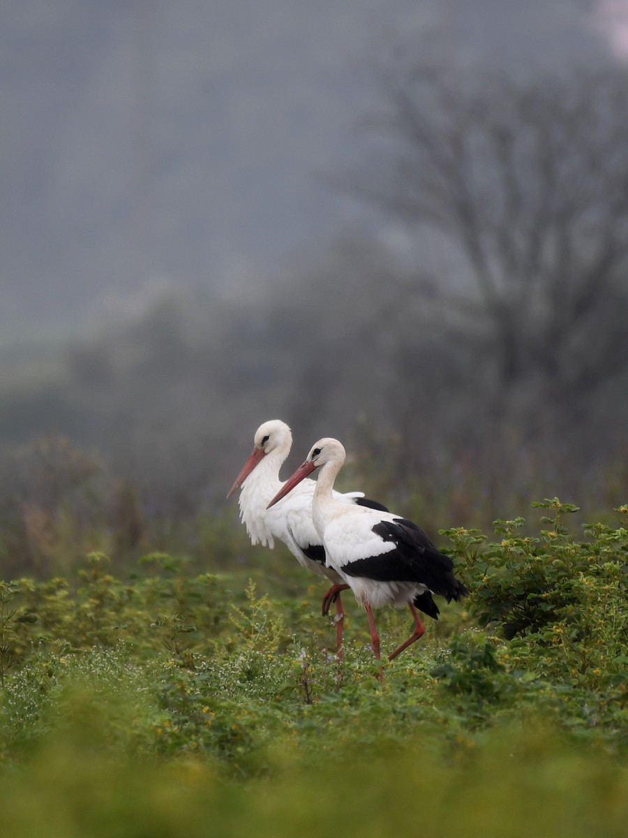 White Stork - ML614180183