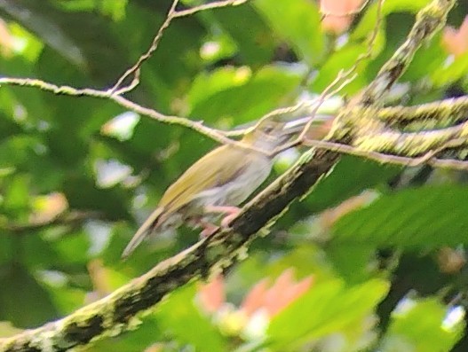 Bornean Spiderhunter - ML614180204