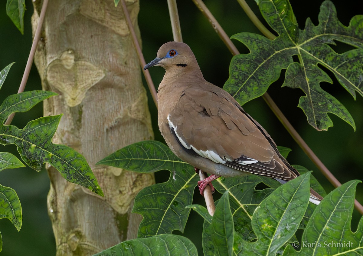 White-winged Dove - Karla Schmidt