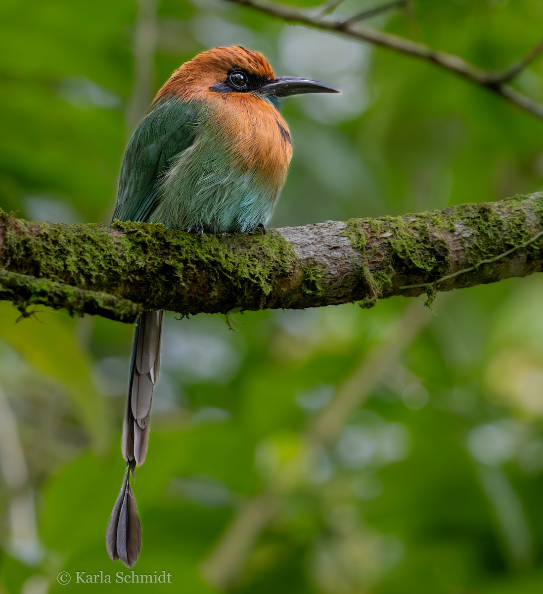 Broad-billed Motmot - ML614180217