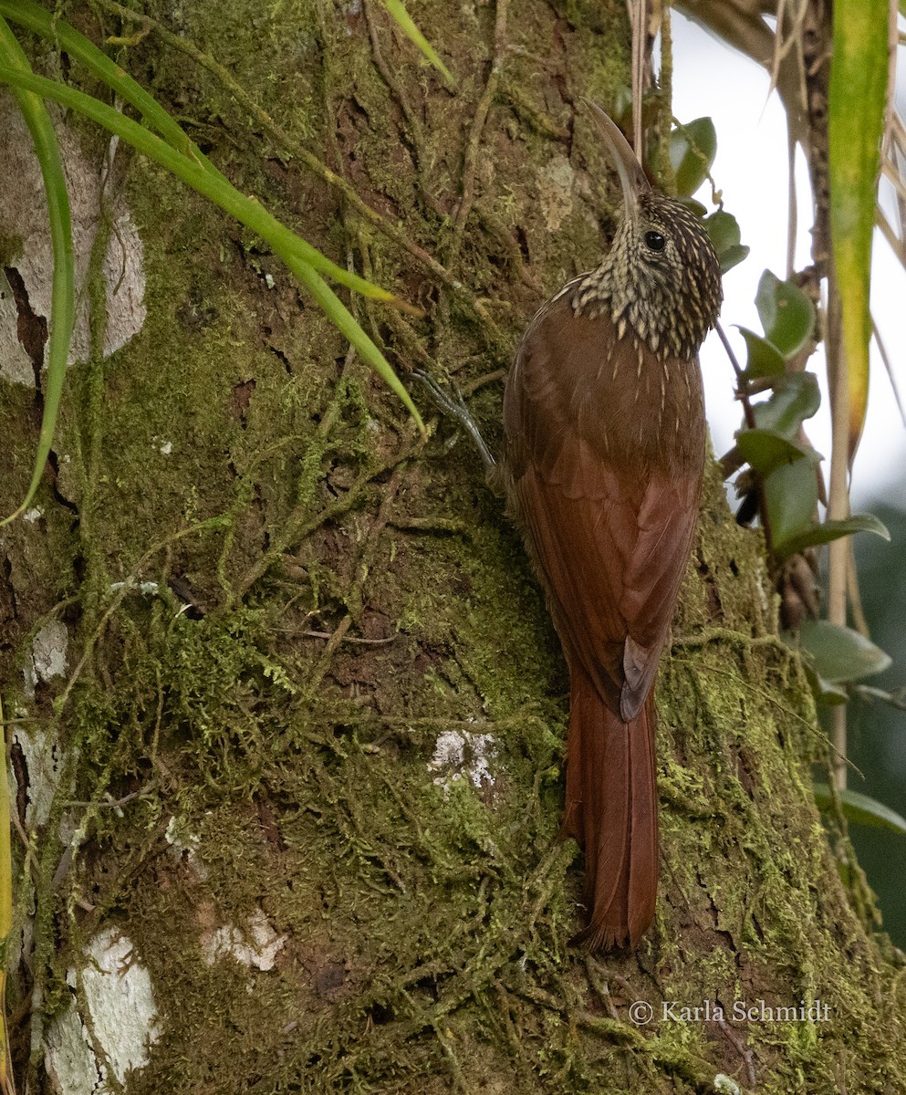 Streak-headed Woodcreeper - Karla Schmidt