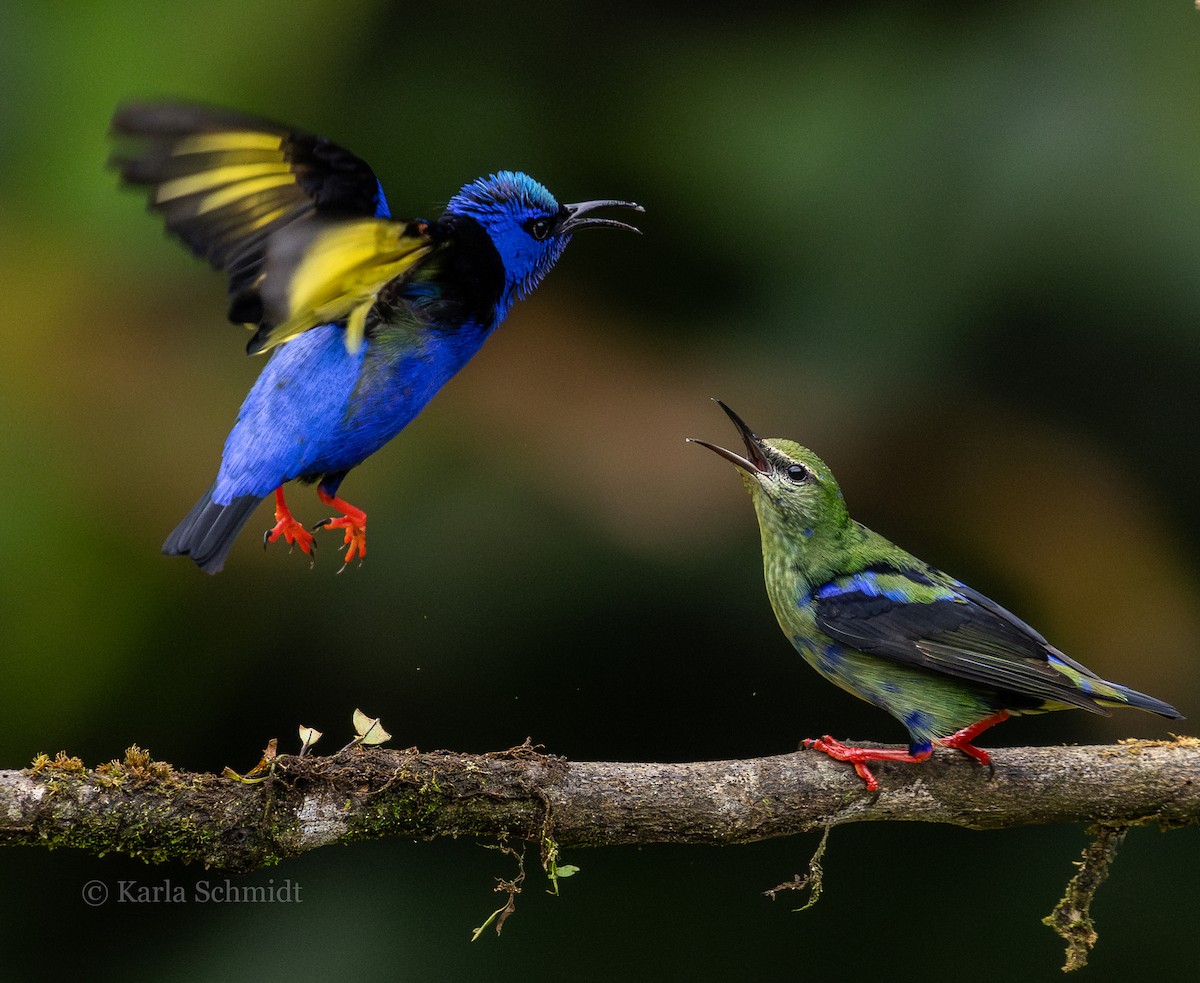 Red-legged Honeycreeper - Karla Schmidt