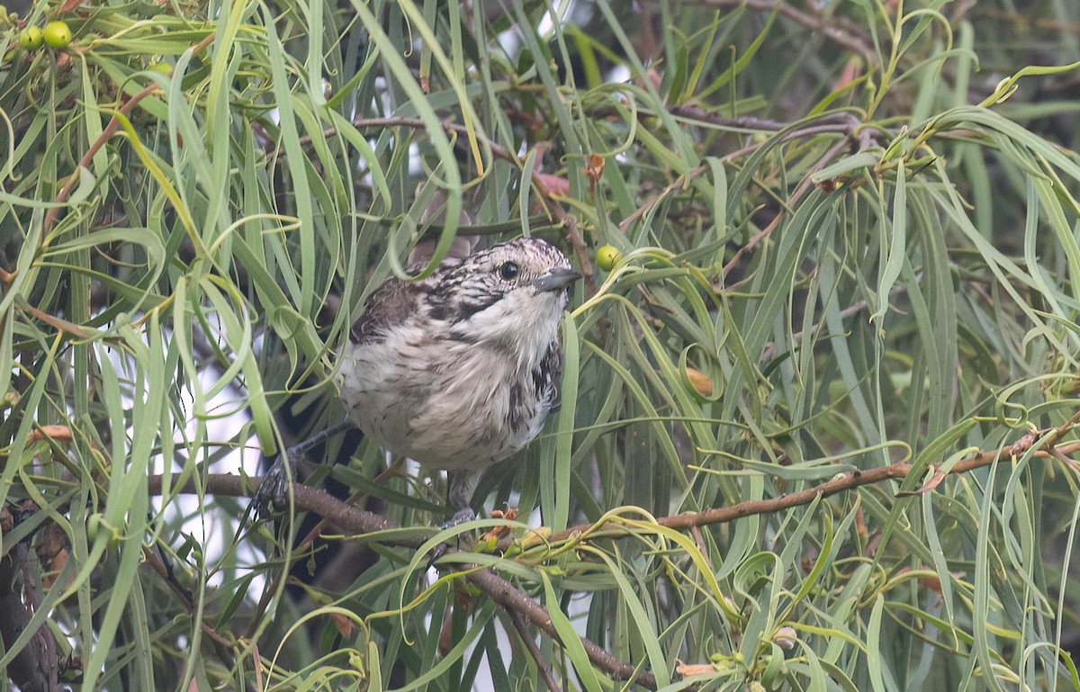 Striped Honeyeater - ML614180305