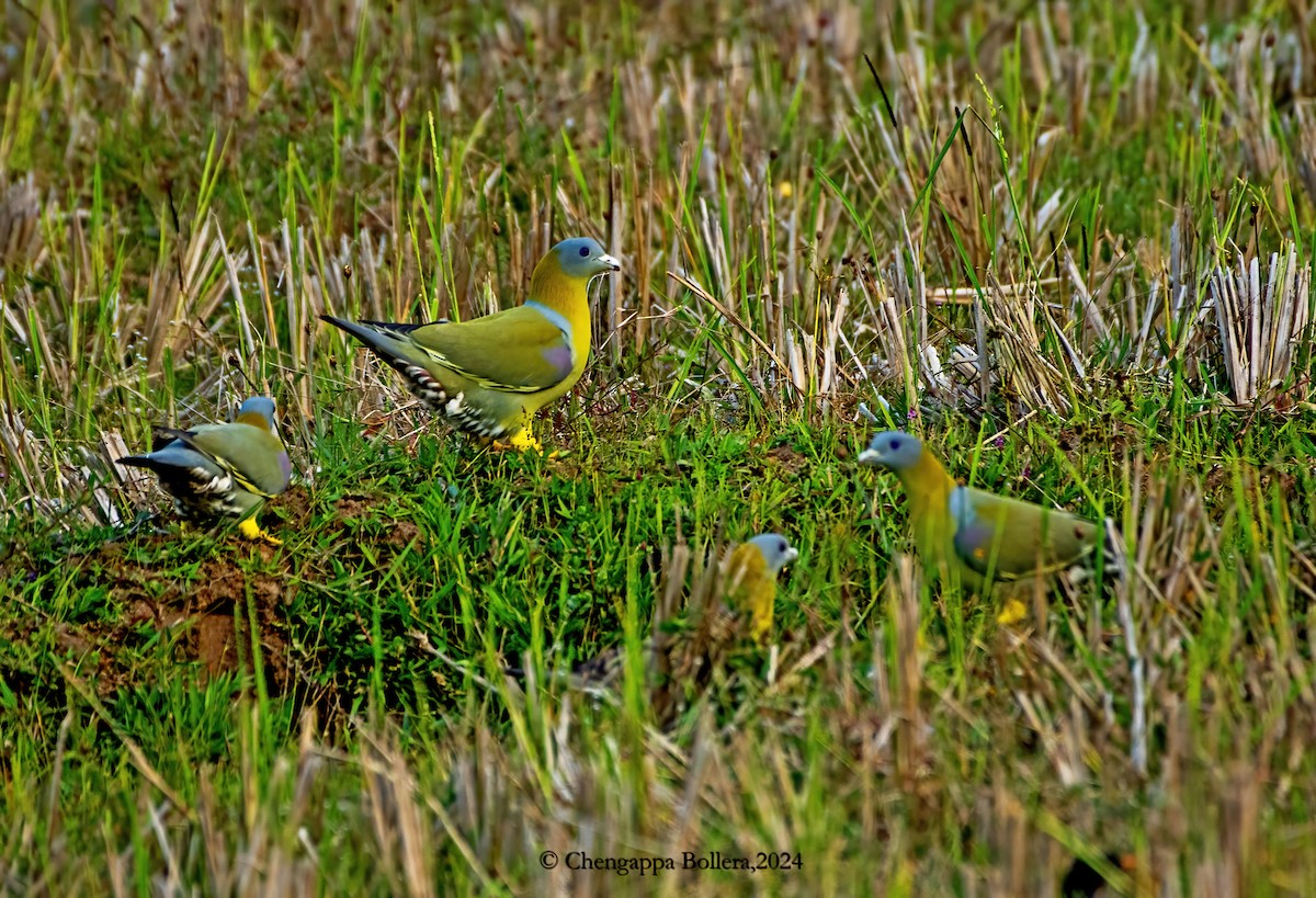 Yellow-footed Green-Pigeon - ML614180351