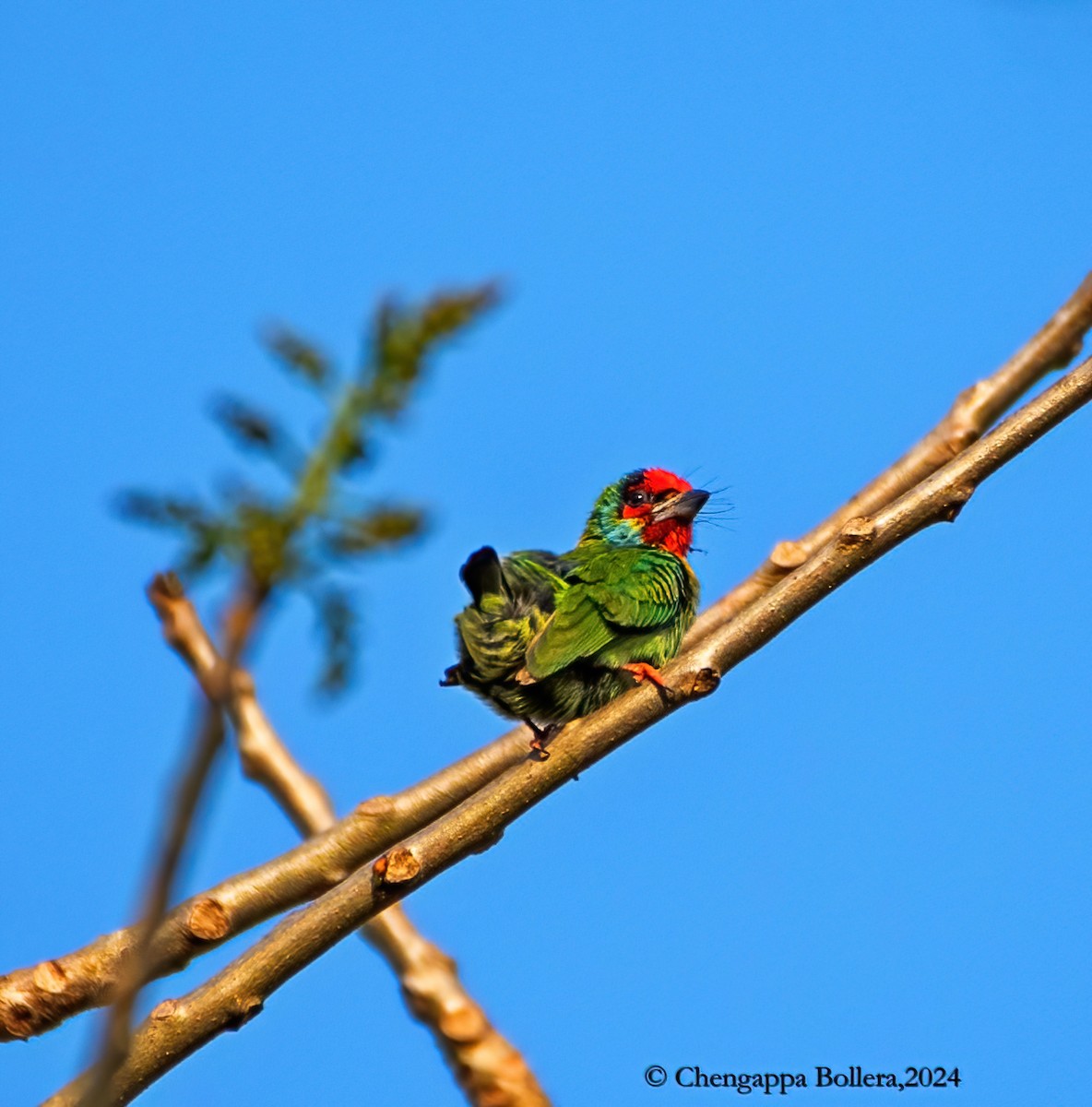 Malabar Barbet - ML614180359