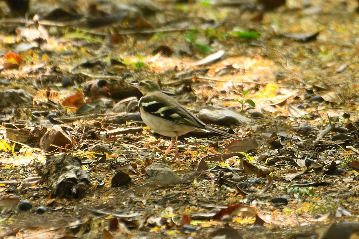 Forest Wagtail - ML614180383