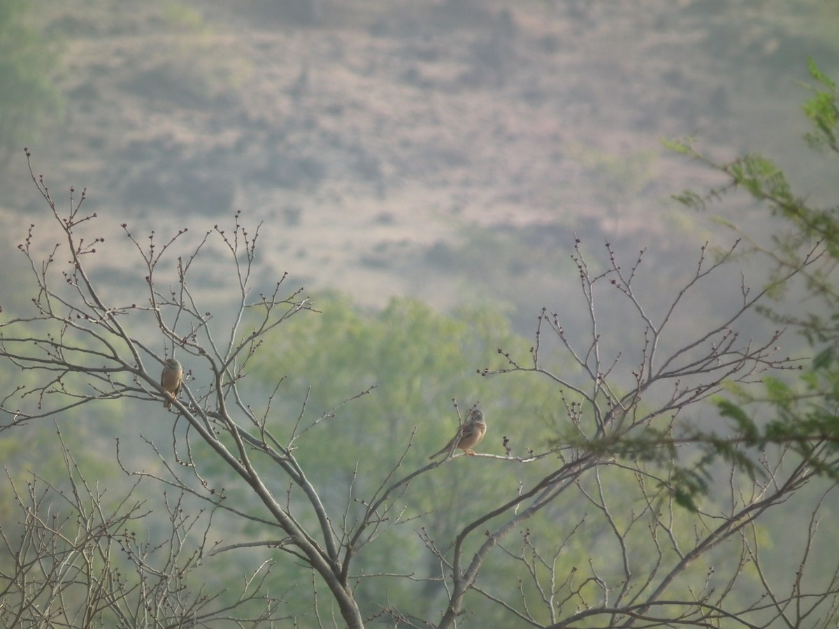 Gray-necked Bunting - ML614180446