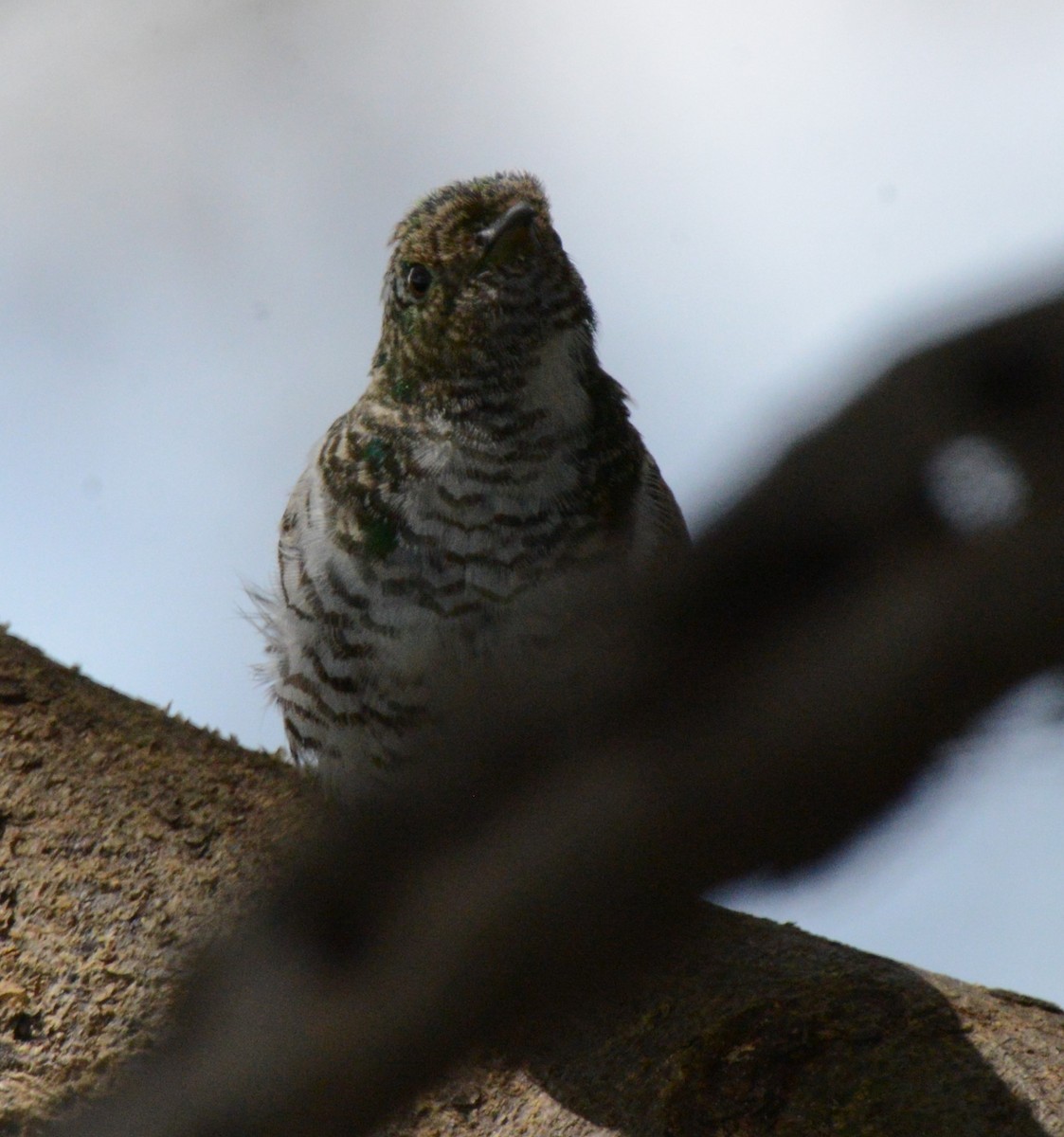 Klaas's Cuckoo - Bertina K