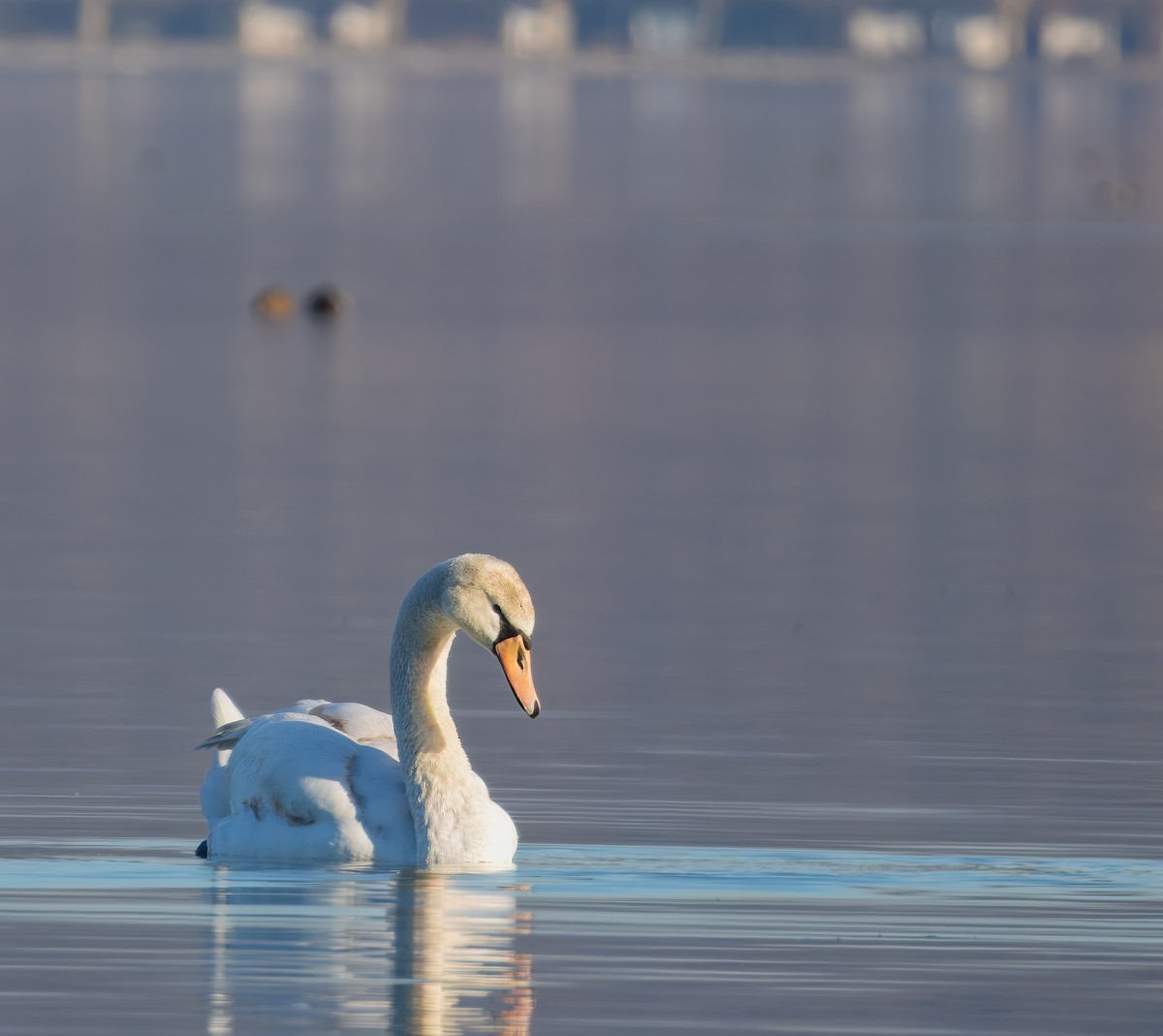 Mute Swan - ML614180577