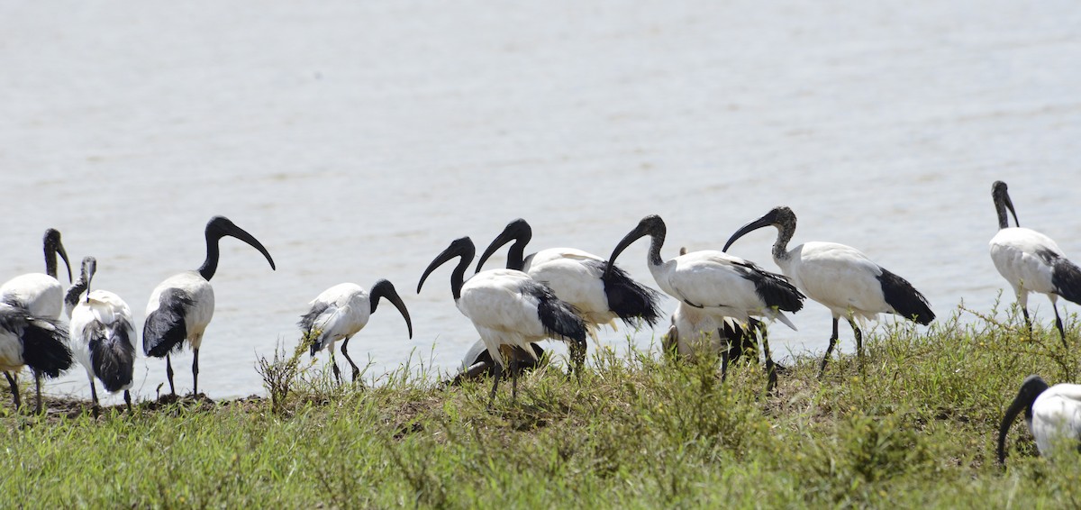 African Sacred Ibis - ML614180578