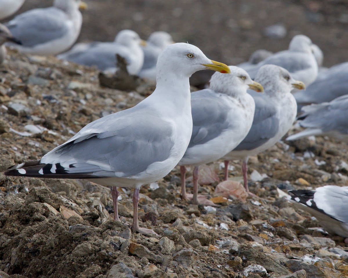 Herring Gull - ML614180598