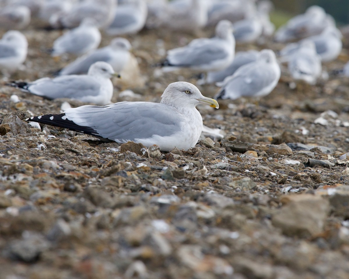 Herring Gull - Jon Cefus