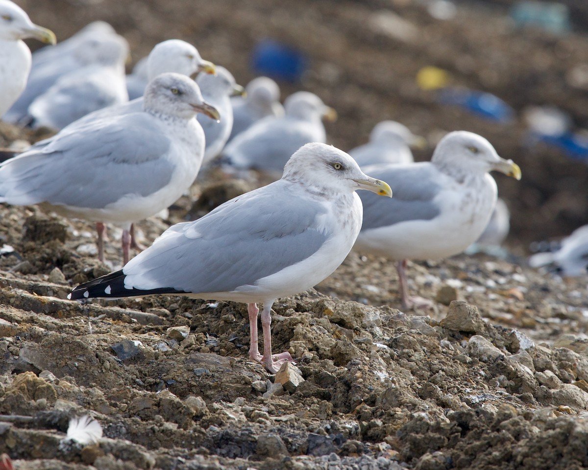 Herring Gull - ML614180600