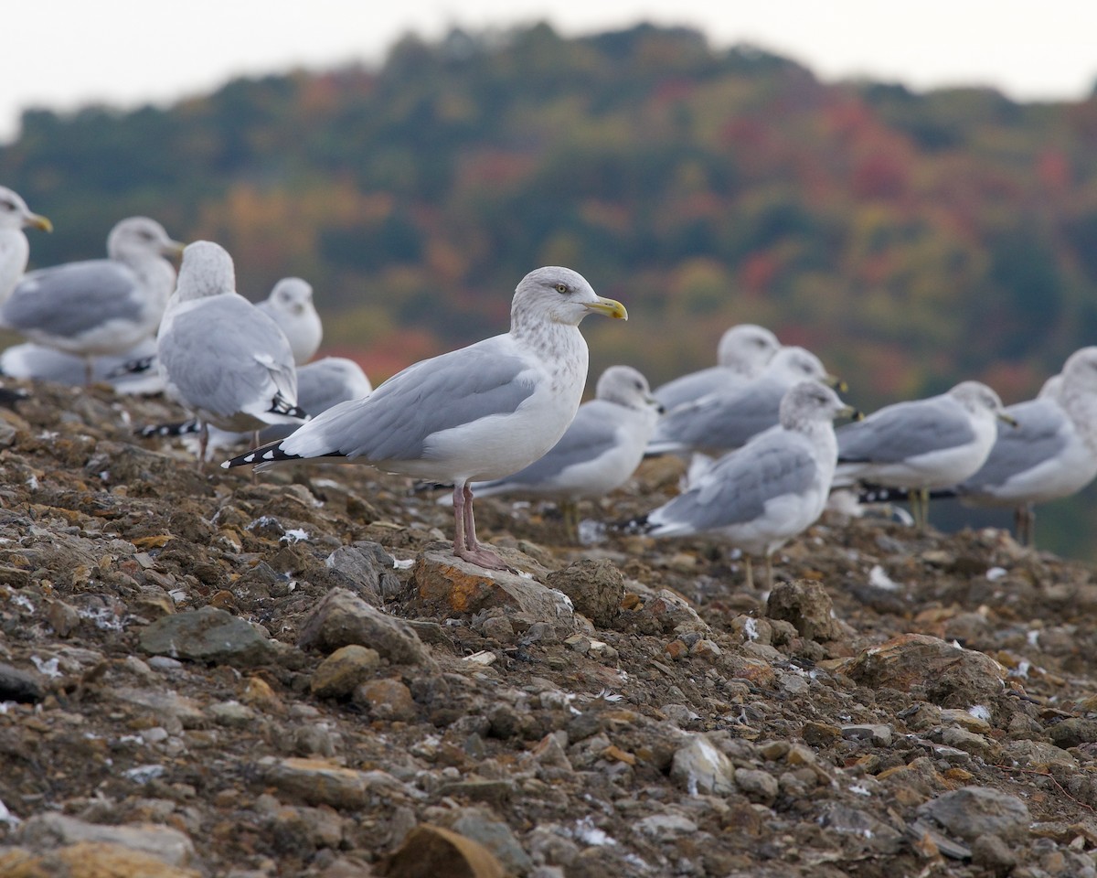 Herring Gull - ML614180601