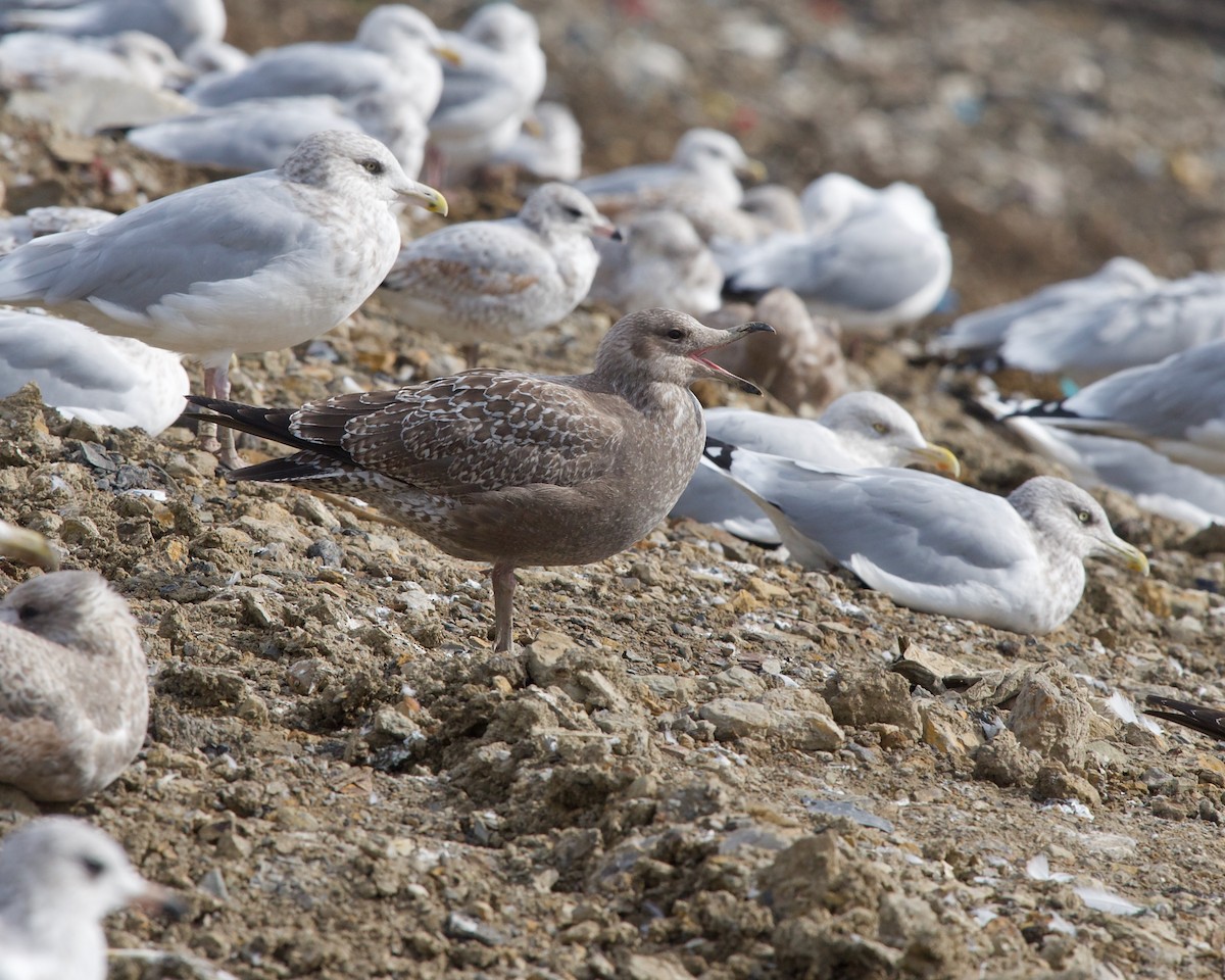 Herring Gull - ML614180602