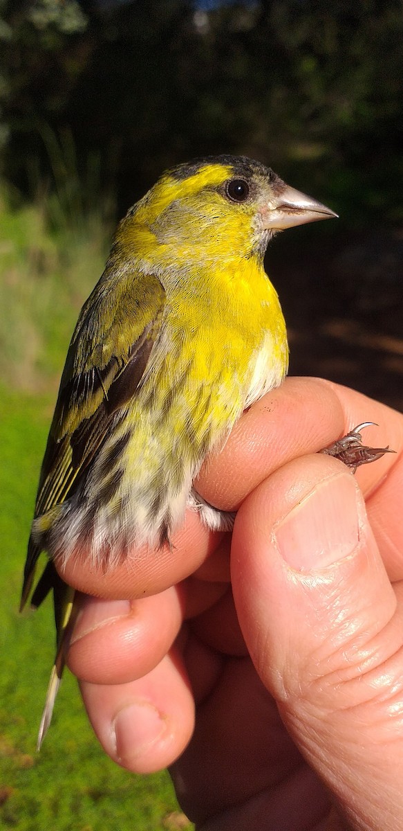 Eurasian Siskin - ML614180609