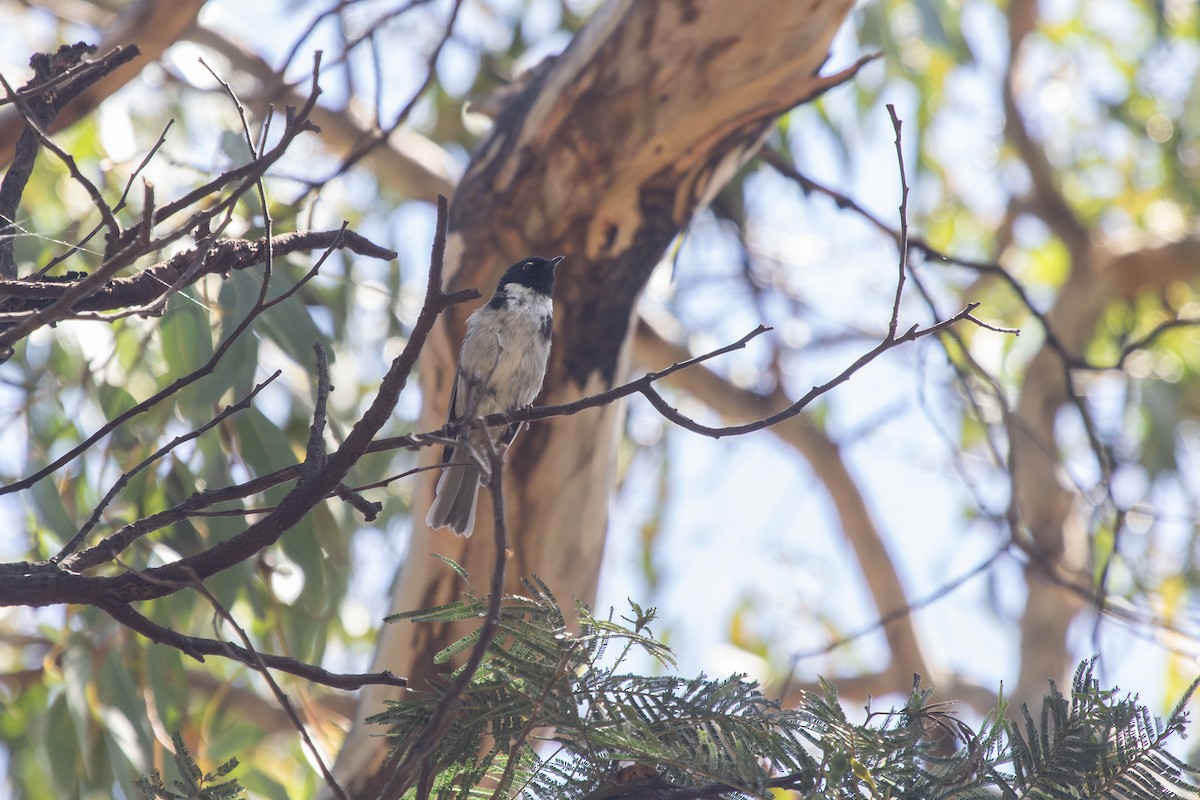 Black-headed Honeyeater - Ramit Singal