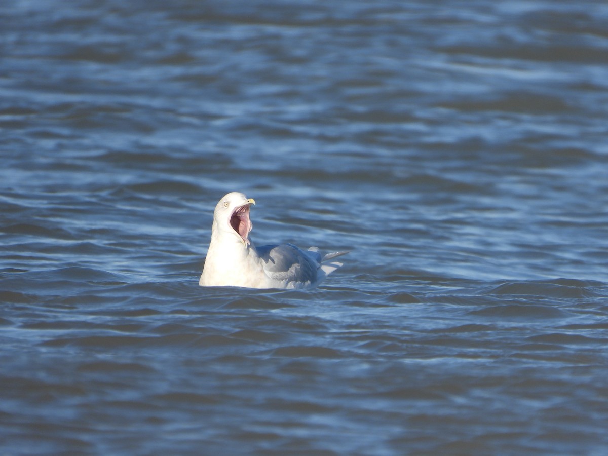 Goéland arctique - ML614180636