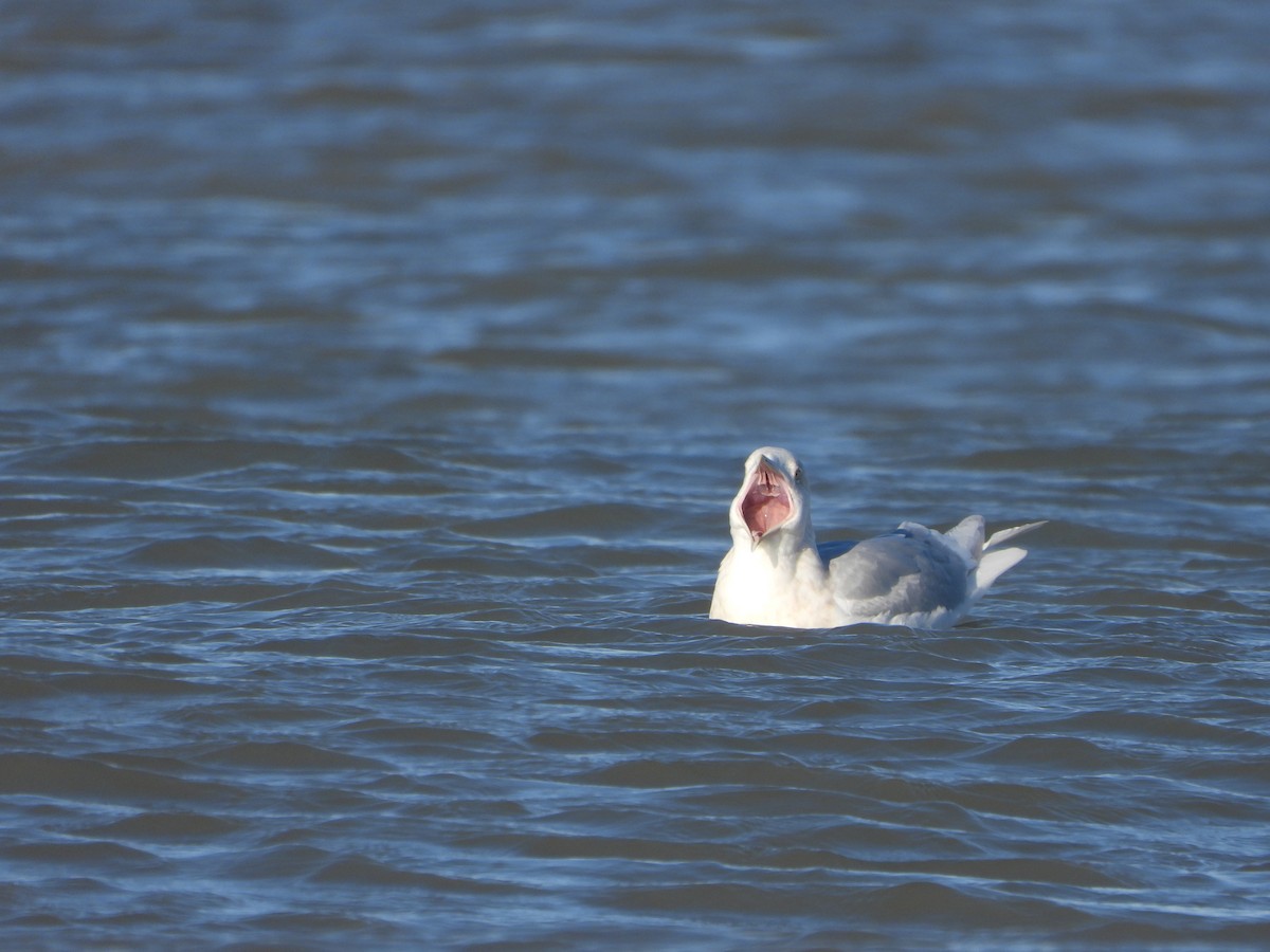 Goéland arctique - ML614180638