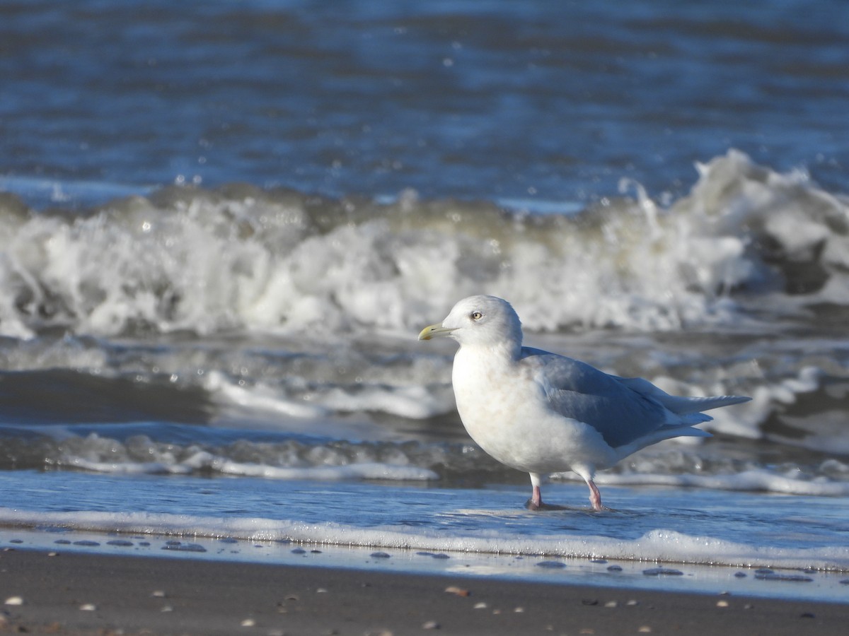 Gaviota Groenlandesa - ML614180639