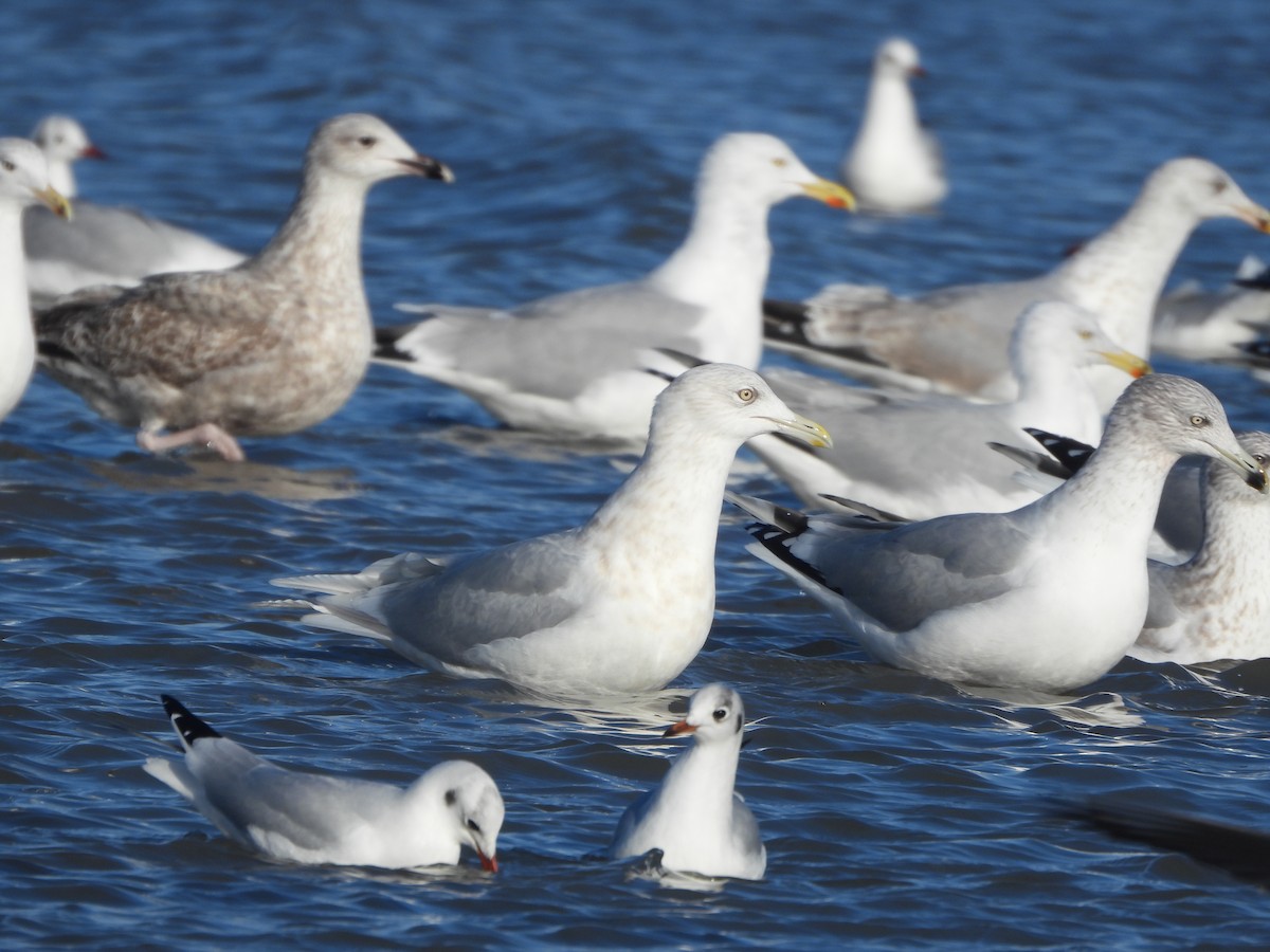 Goéland arctique - ML614180641