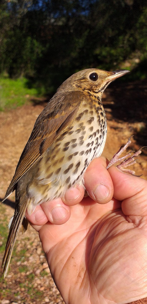 Song Thrush - ML614180659