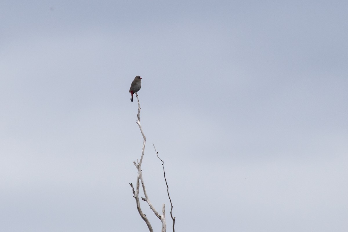 Beautiful Firetail - ML614180689