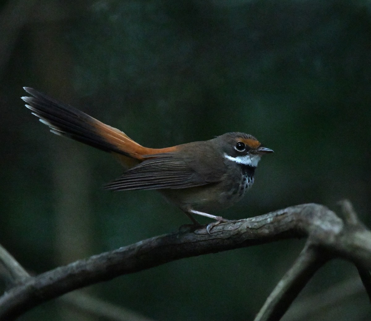 Australian Rufous Fantail - ML614180712