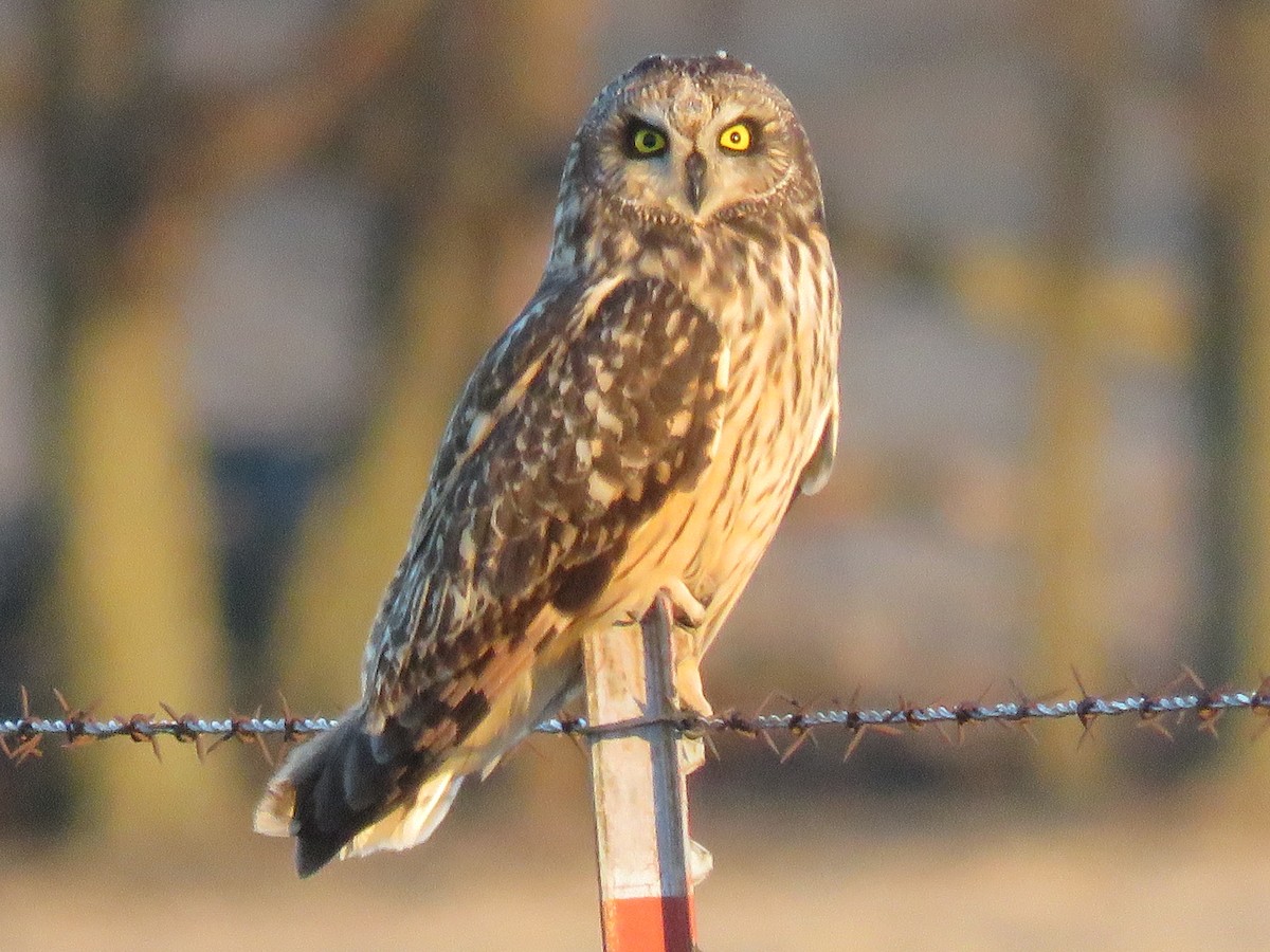 Short-eared Owl - ML614180715